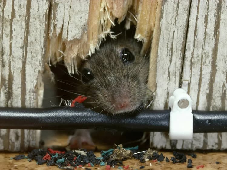 Uydagi kalamushlardan qanday qutulish mumkin