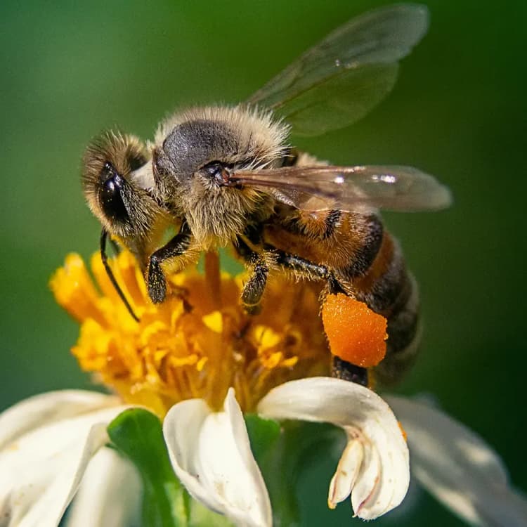 Arilarni yo'q qilish