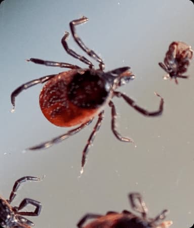 Kapalardan zararsizlantirish