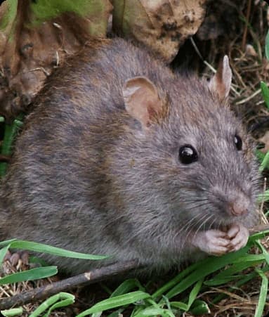 Kalamushlarni yo'q qilish